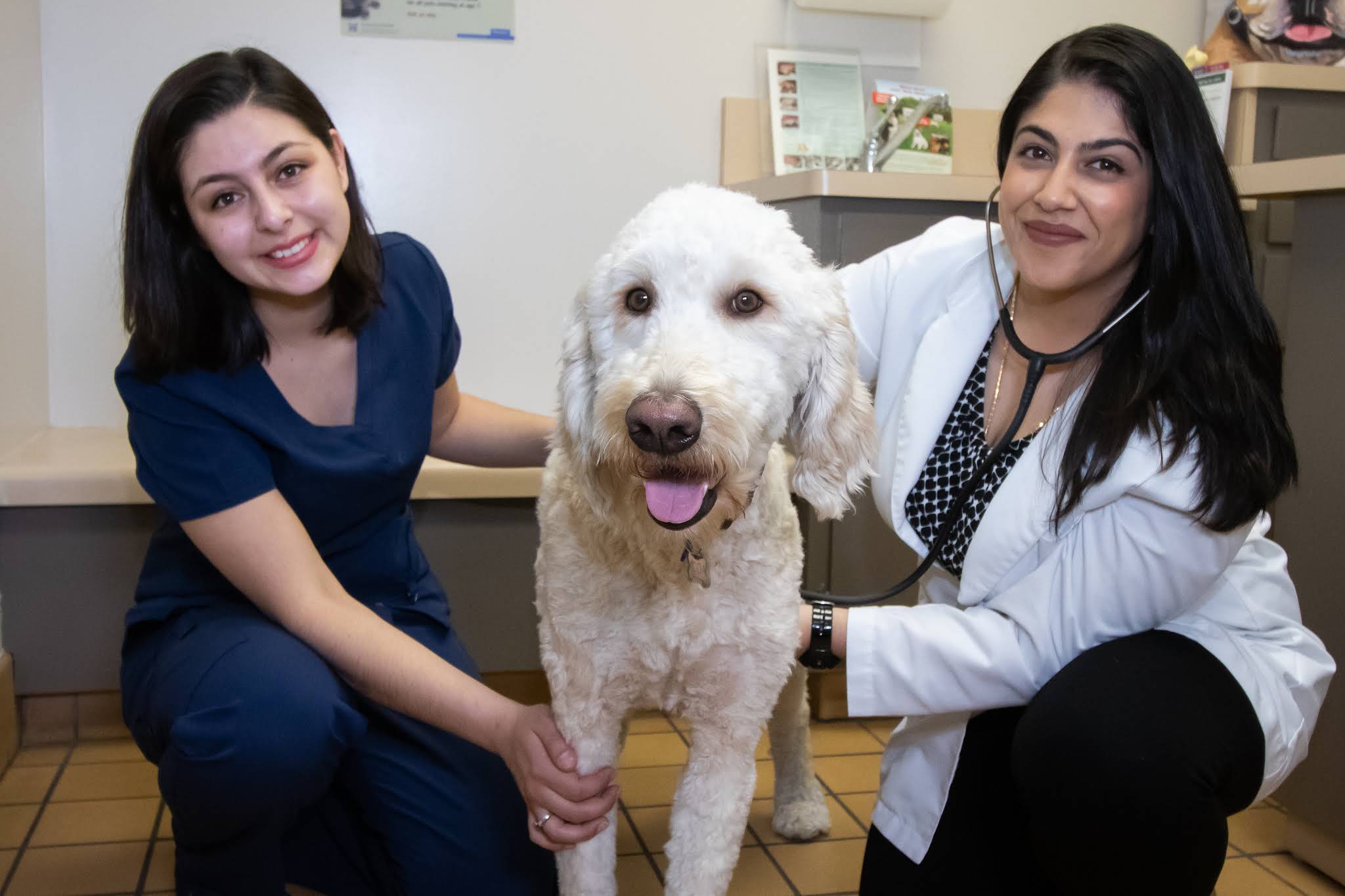 Veterinarian in San Jose, CA