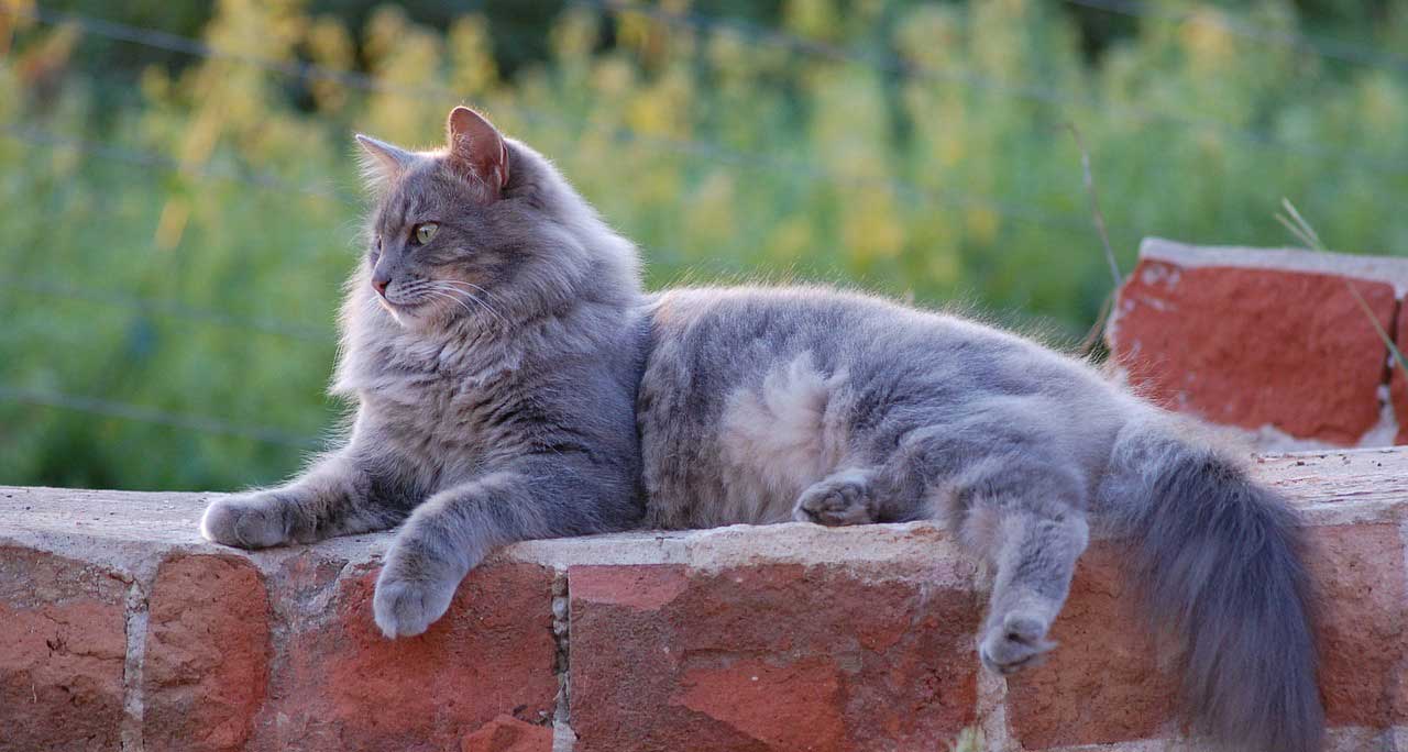 Pain and Stiffness in Pets: Signs of Arthritis