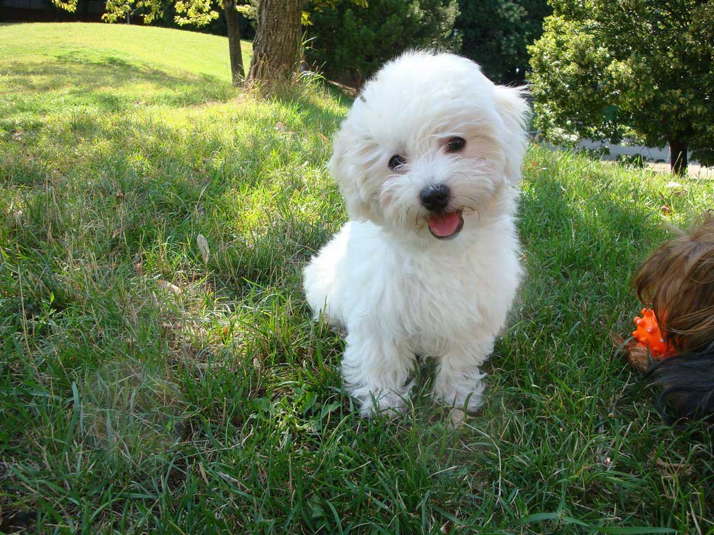 Heartworm Prevention and Treatment